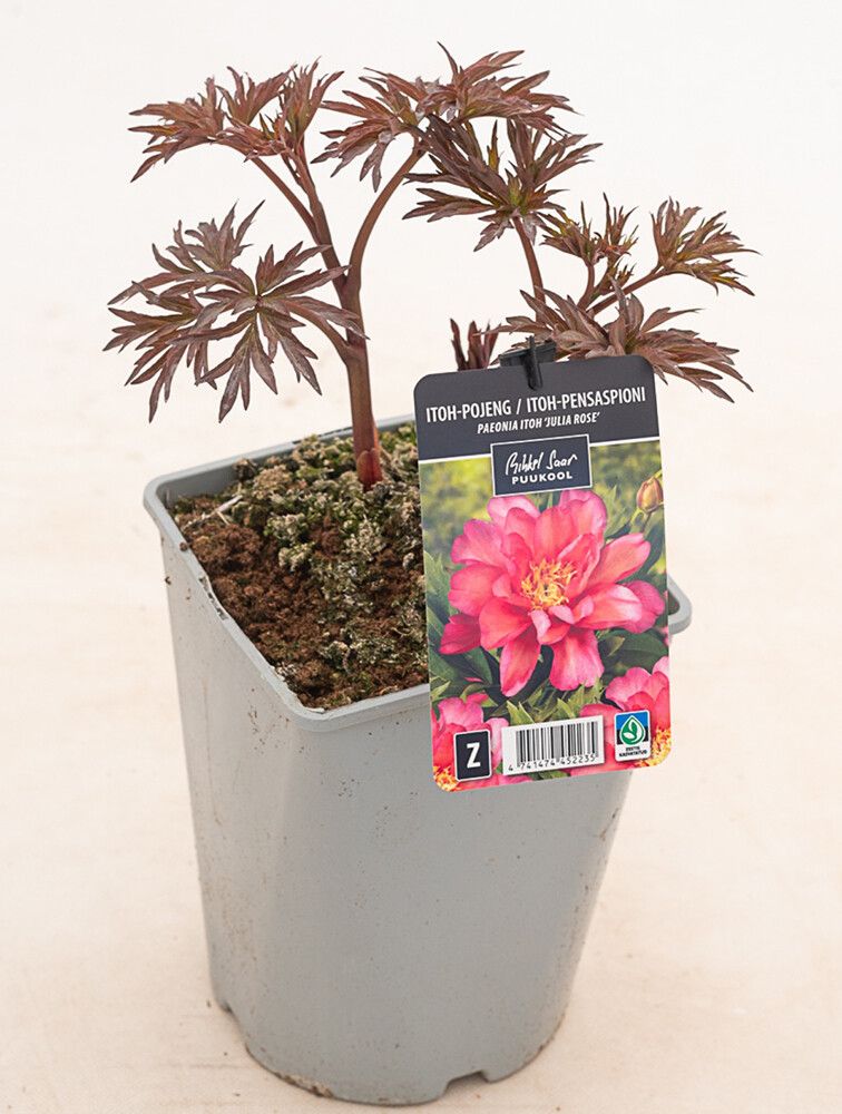 Jalopioni Paeonia Itoh Julia Rose