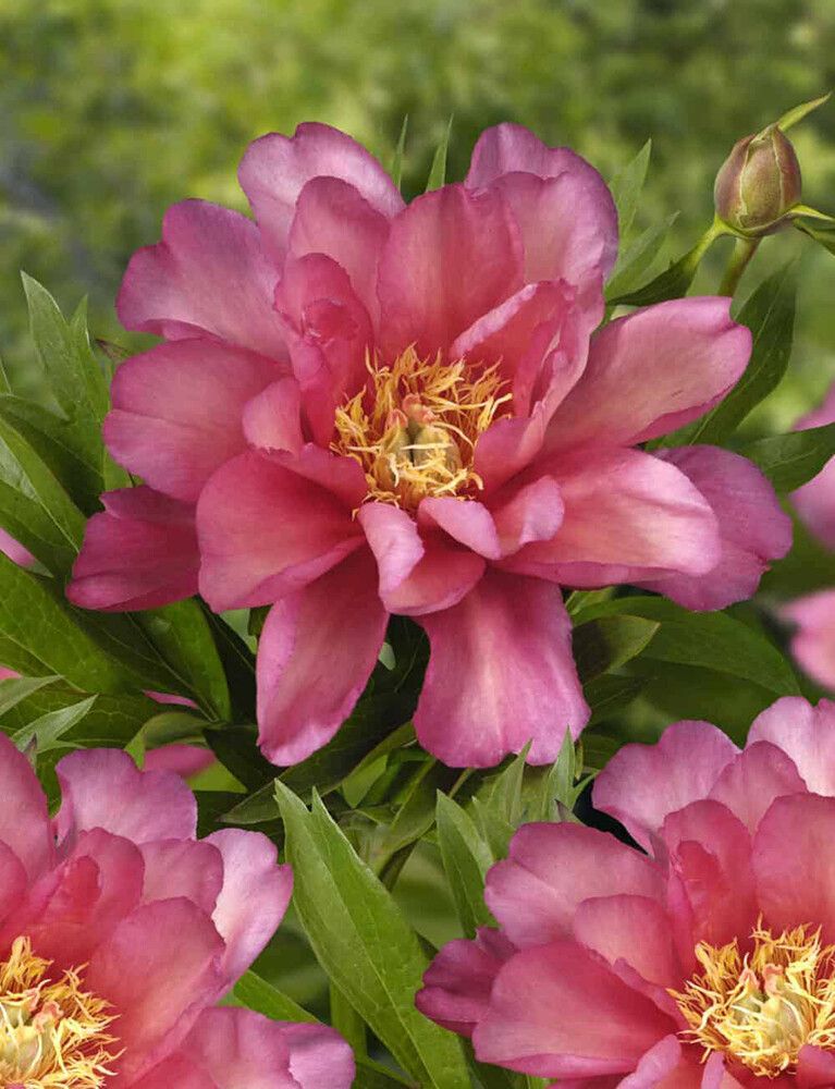 Jalopioni Paeonia Itoh Julia Rose