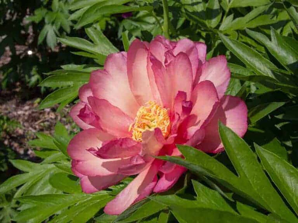 Jalopioni Paeonia Itoh Julia Rose