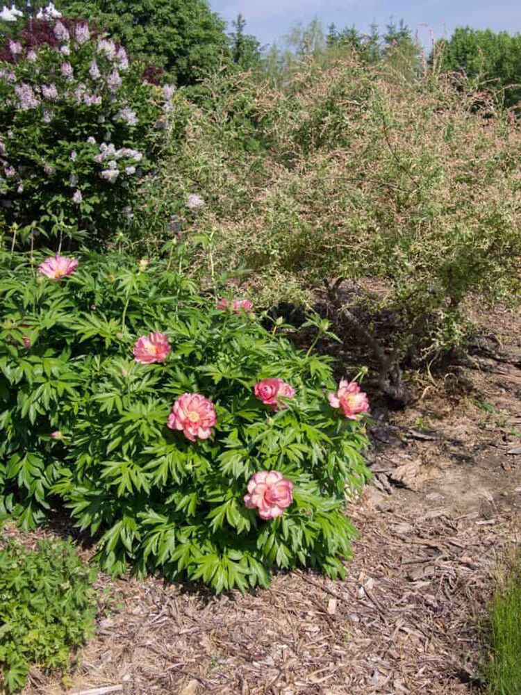 Jalopioni Paeonia Itoh Julia Rose
