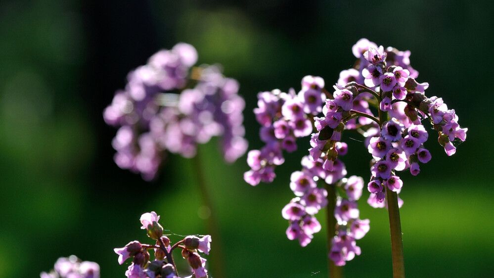 Herttavuorenkilpi Bergenia Cordifolia Winterglut
