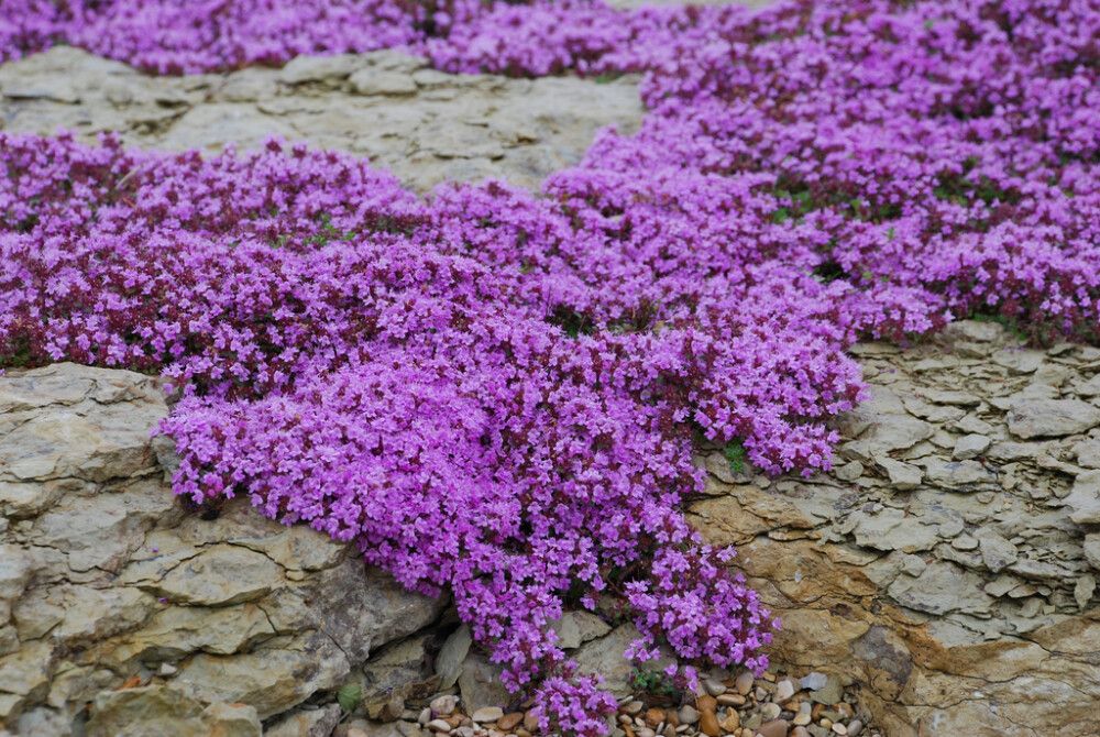Nummiajuruoho Mihkel Saar Puukool Red Carpet C1,4