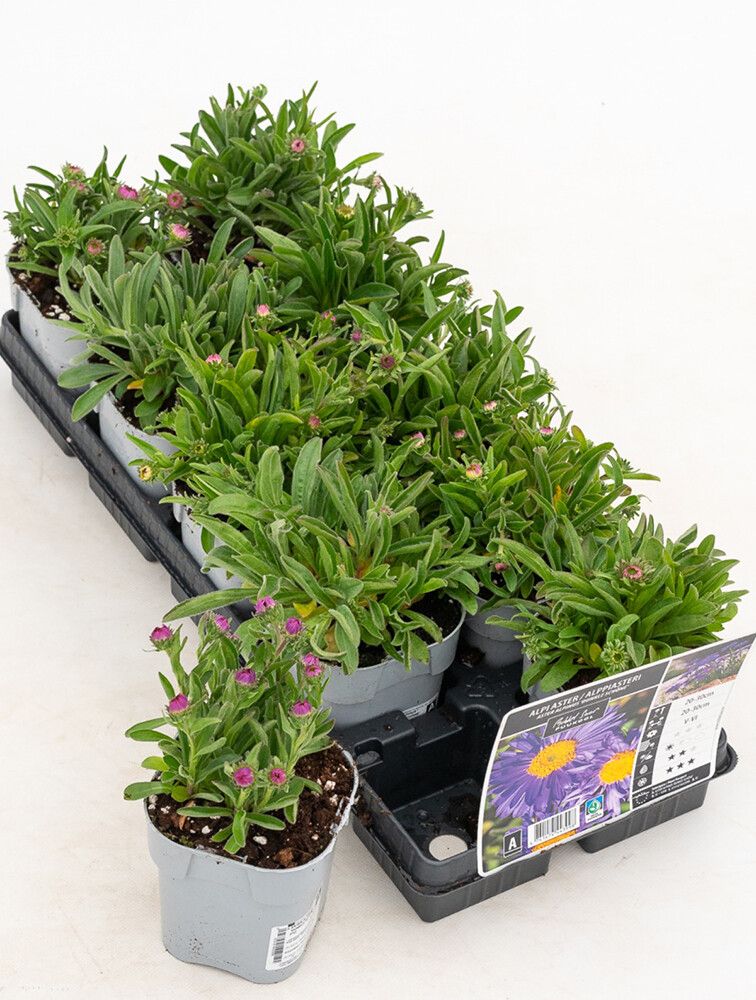 Alppiasteri Aster Alpinus Beauty Blue