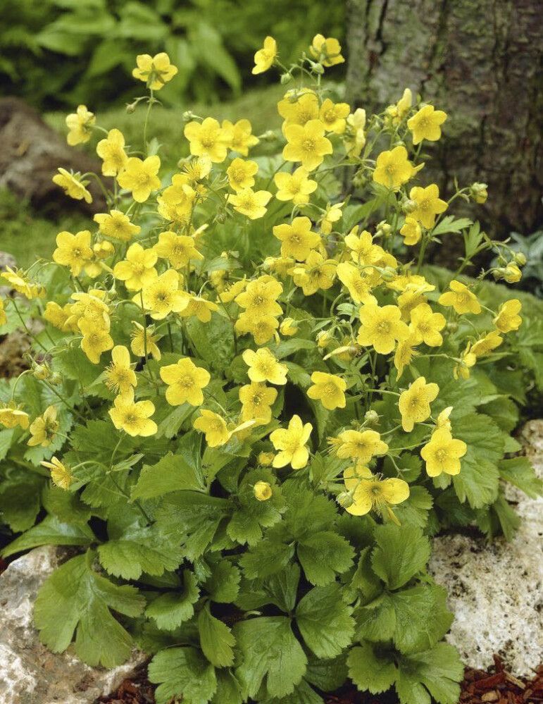 RÖNSYANSIKKA WALDSTEINIA TERNATA