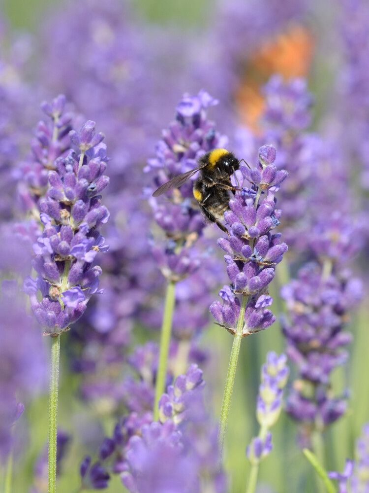 Tähkälaventeli Aromatico Blue Compact
