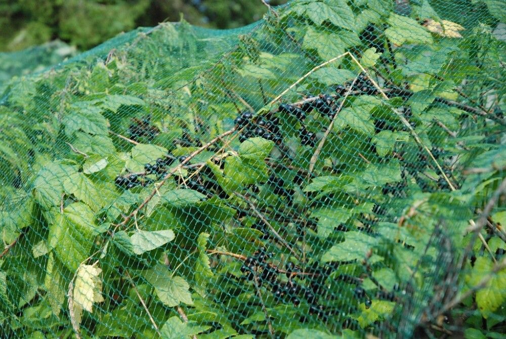 Rastasverkko 8x12 m 96 m²