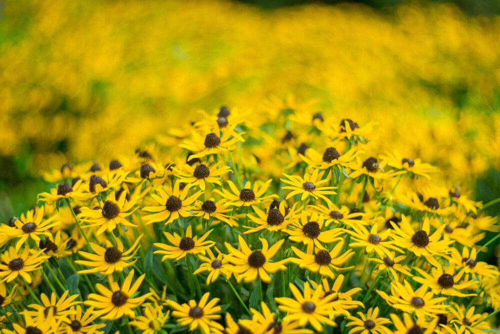 Loistopäivänhattu Mihkel Saar Puukool Little Goldstar