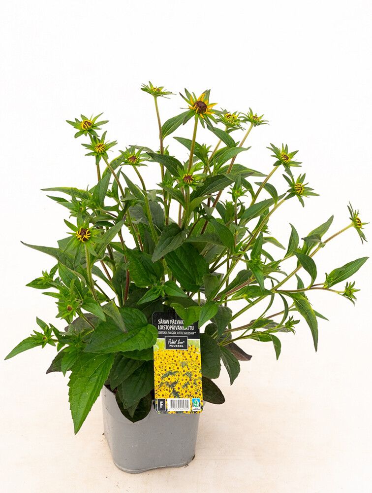 Loistopäivänhattu Mihkel Saar Puukool Little Goldstar