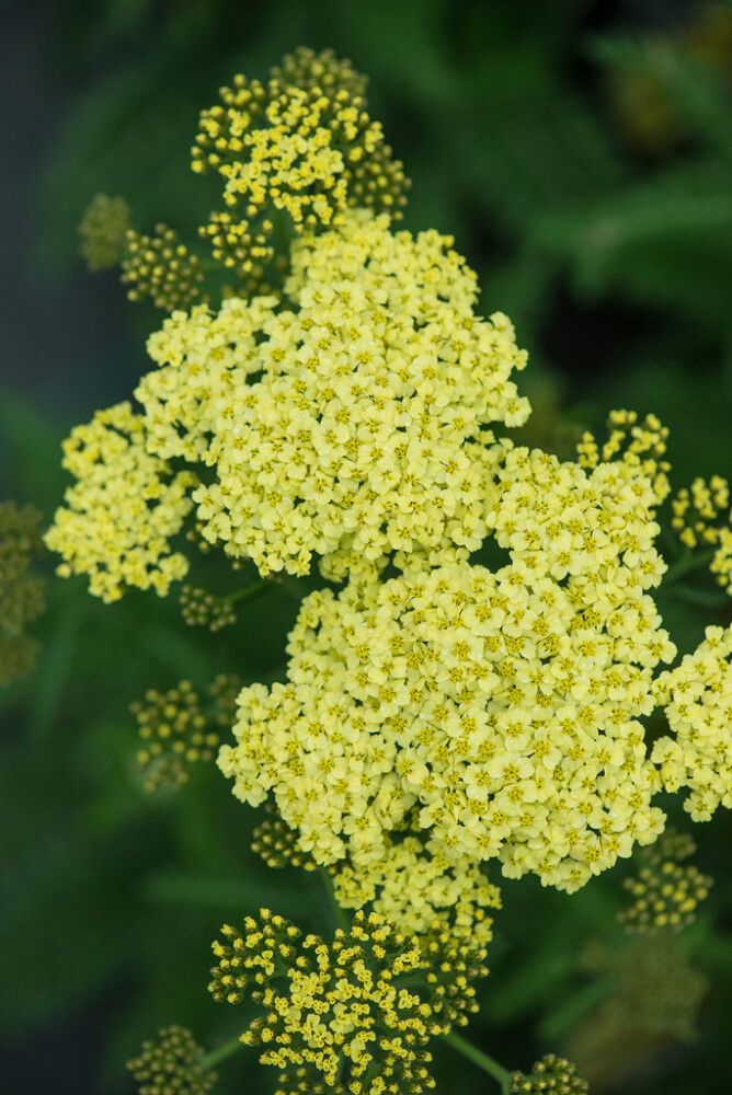 Kärsämö Mihkel Saar Puukool Sunny Seduction C2