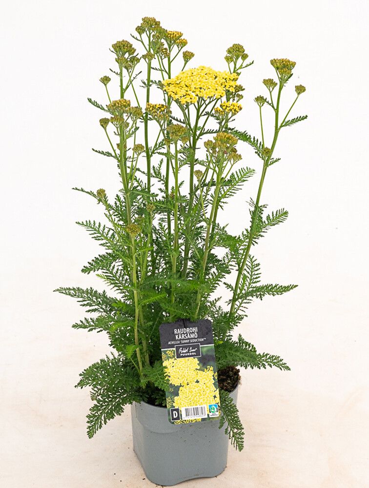 Kärsämö Mihkel Saar Puukool Sunny Seduction C2