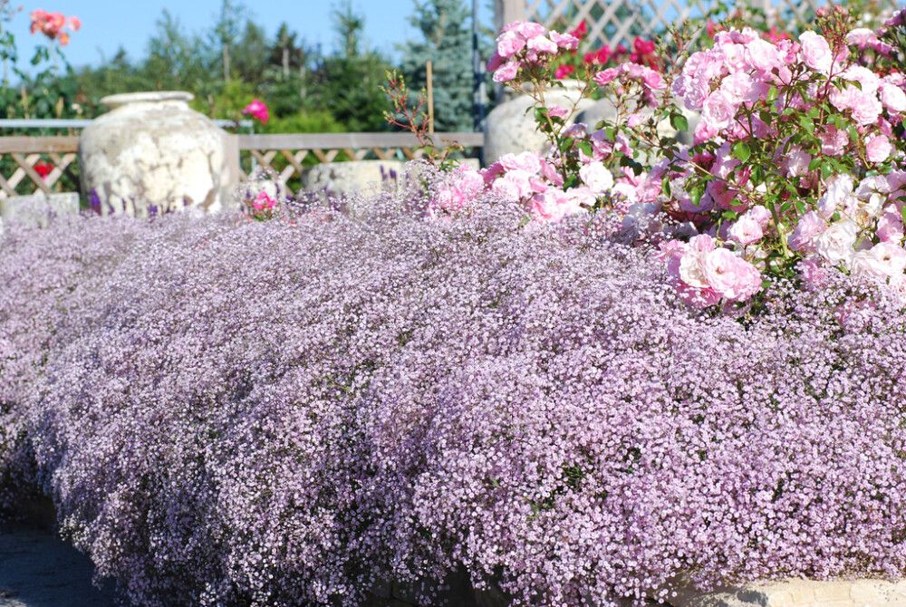 Morsiusharso Mihkel Saar Puukool Rosenschleier