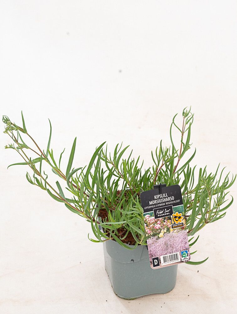 Morsiusharso Mihkel Saar Puukool Rosenschleier