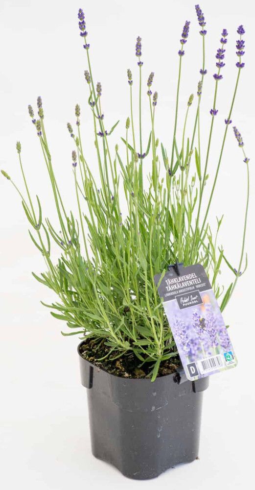 Tähkälaventeli Mihkel Saar Puukool Hidcote