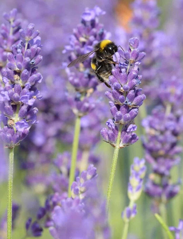 Tähkälaventeli Mihkel Saar Puukool Hidcote