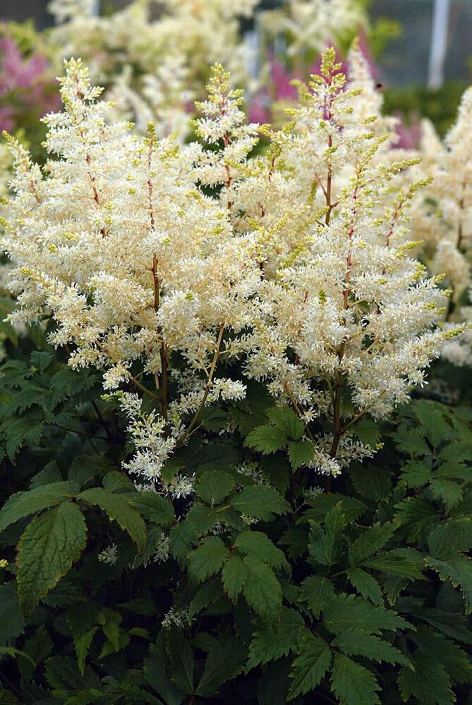 Jaloangervo Astilbe Rock And Roll C2