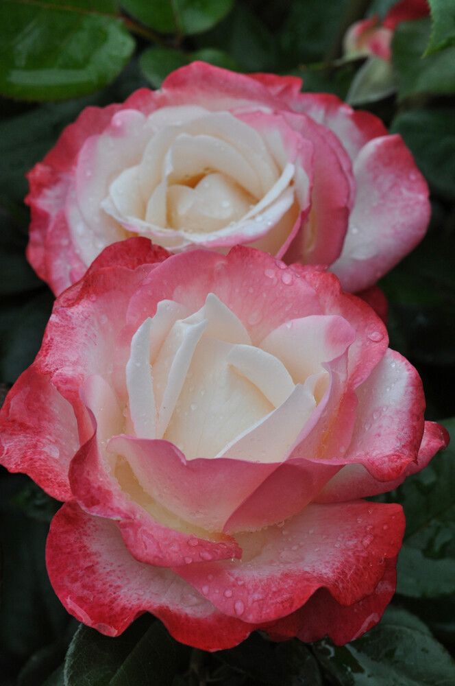 Isokukkainen ryhmäruusu Nostalgie C4