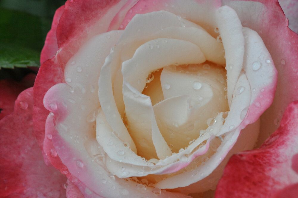 Isokukkainen ryhmäruusu Nostalgie C4