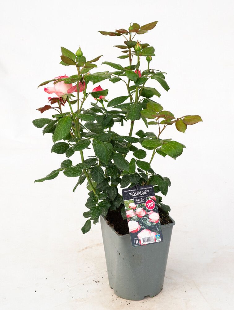 Isokukkainen ryhmäruusu Nostalgie C4