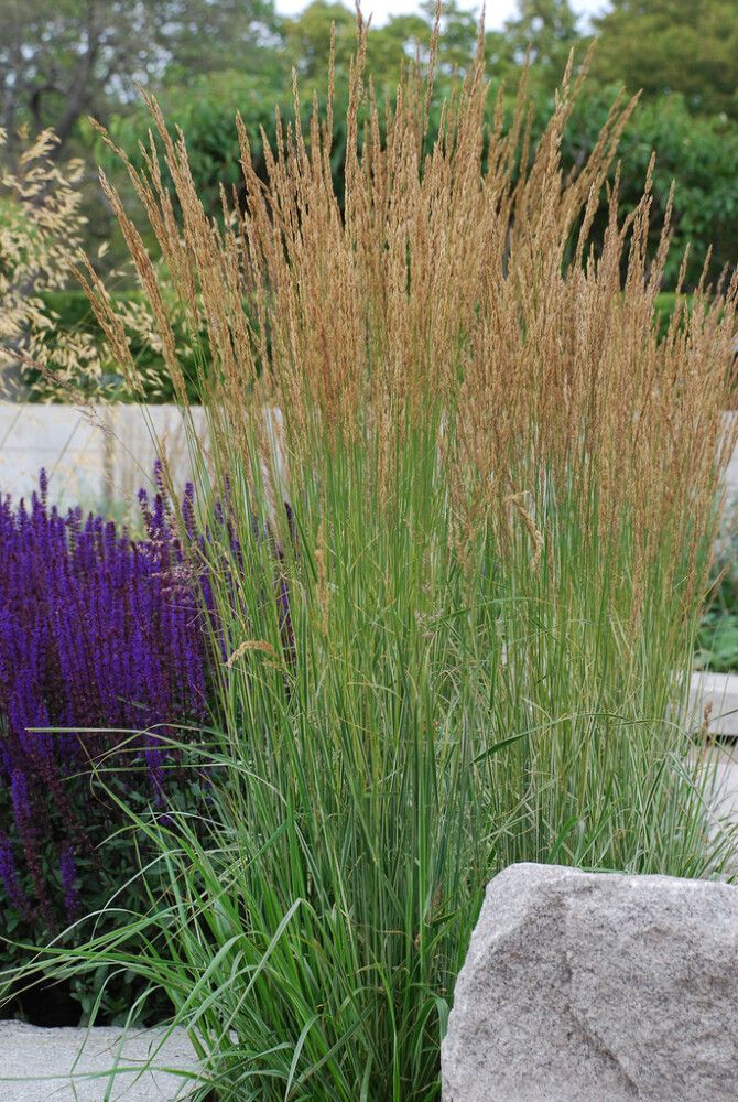 Koristekastikka Mihkel Saar Karl Foerster