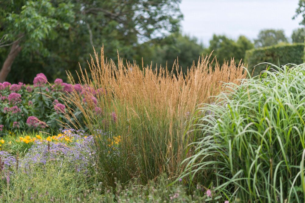 Koristekastikka Mihkel Saar Karl Foerster