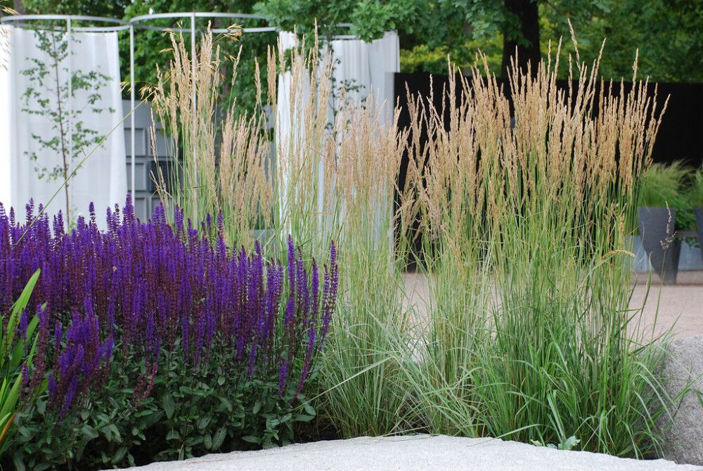 Koristekastikka Mihkel Saar Karl Foerster