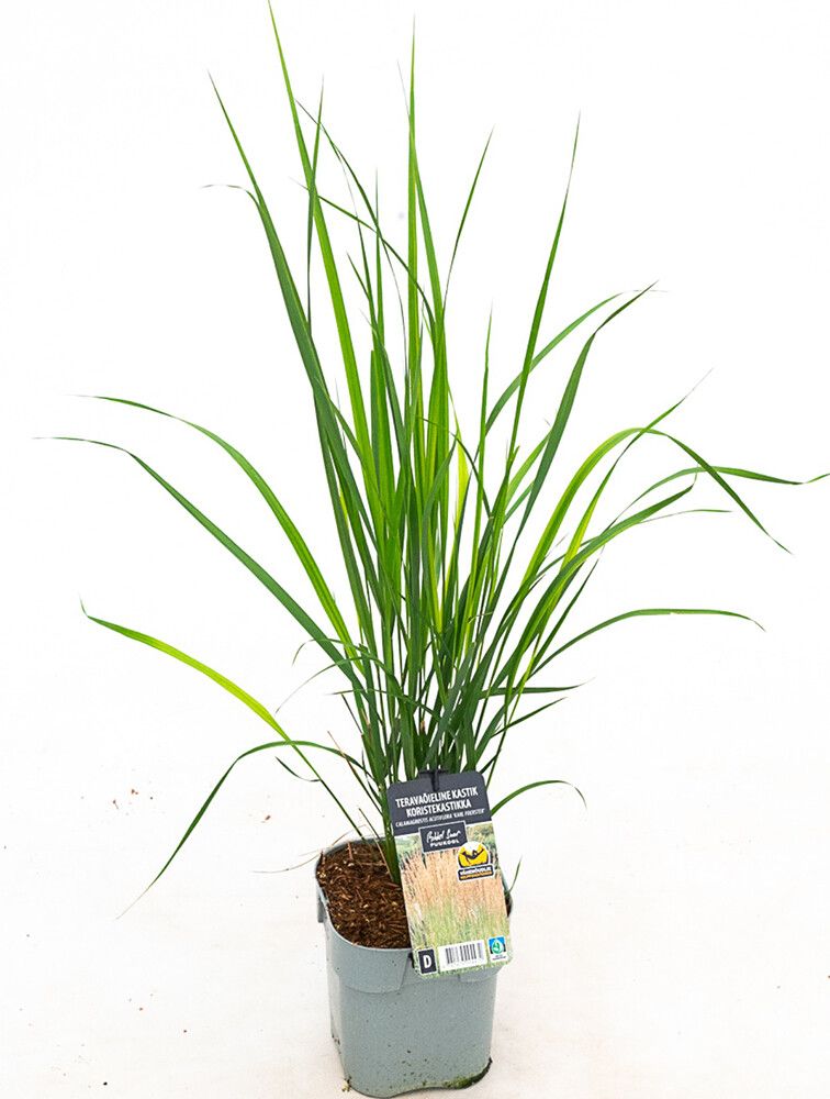 Koristekastikka Mihkel Saar Karl Foerster