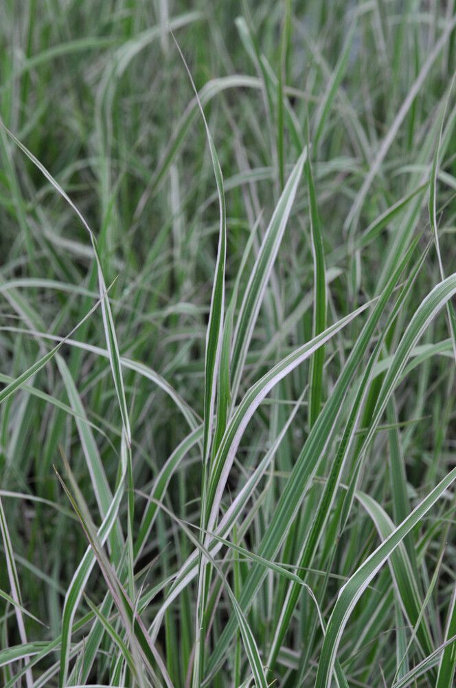 Koristekastikka Overdam