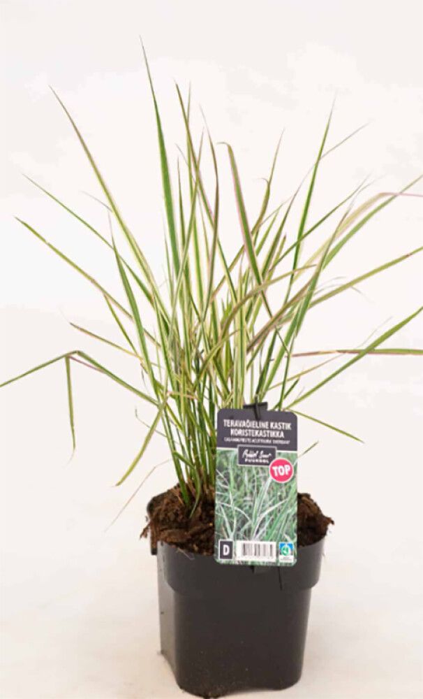 Koristekastikka Overdam