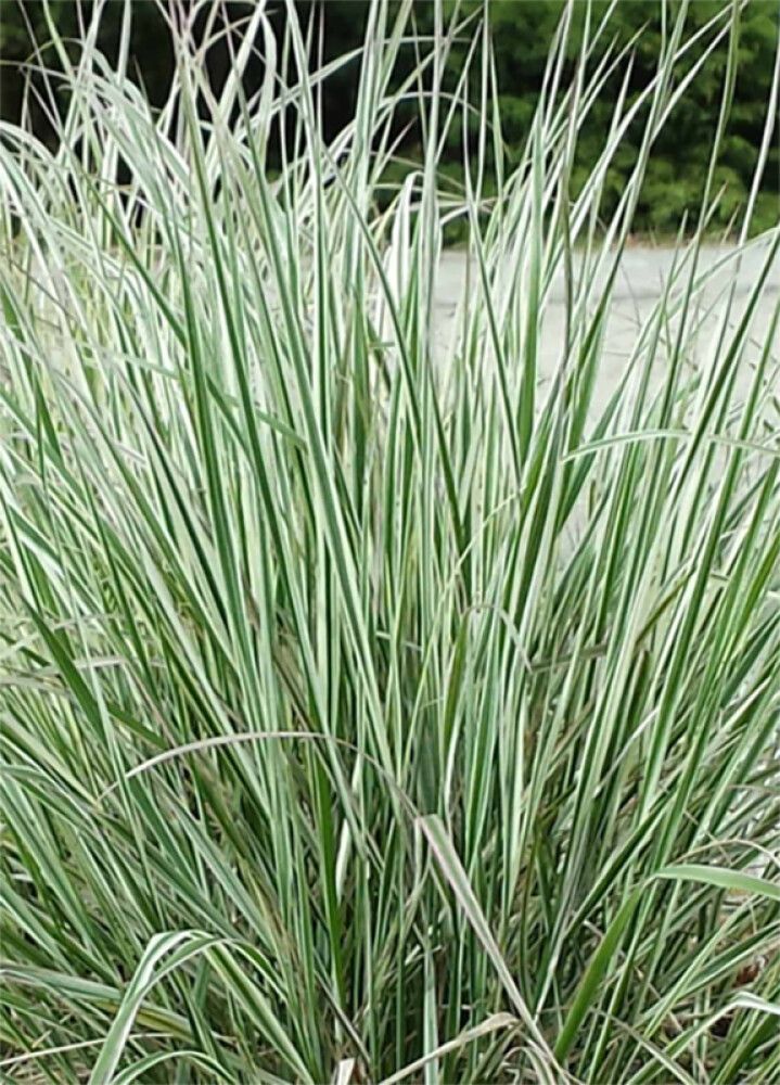 Koristekastikka Overdam