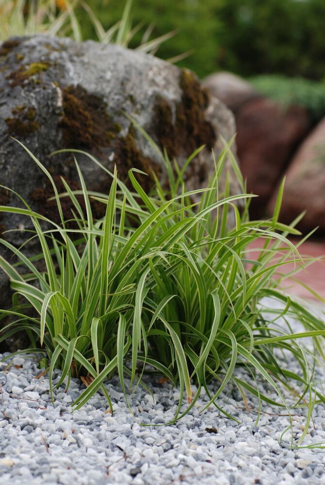 Japaninsara Mihkel Saar Ice Dance C2