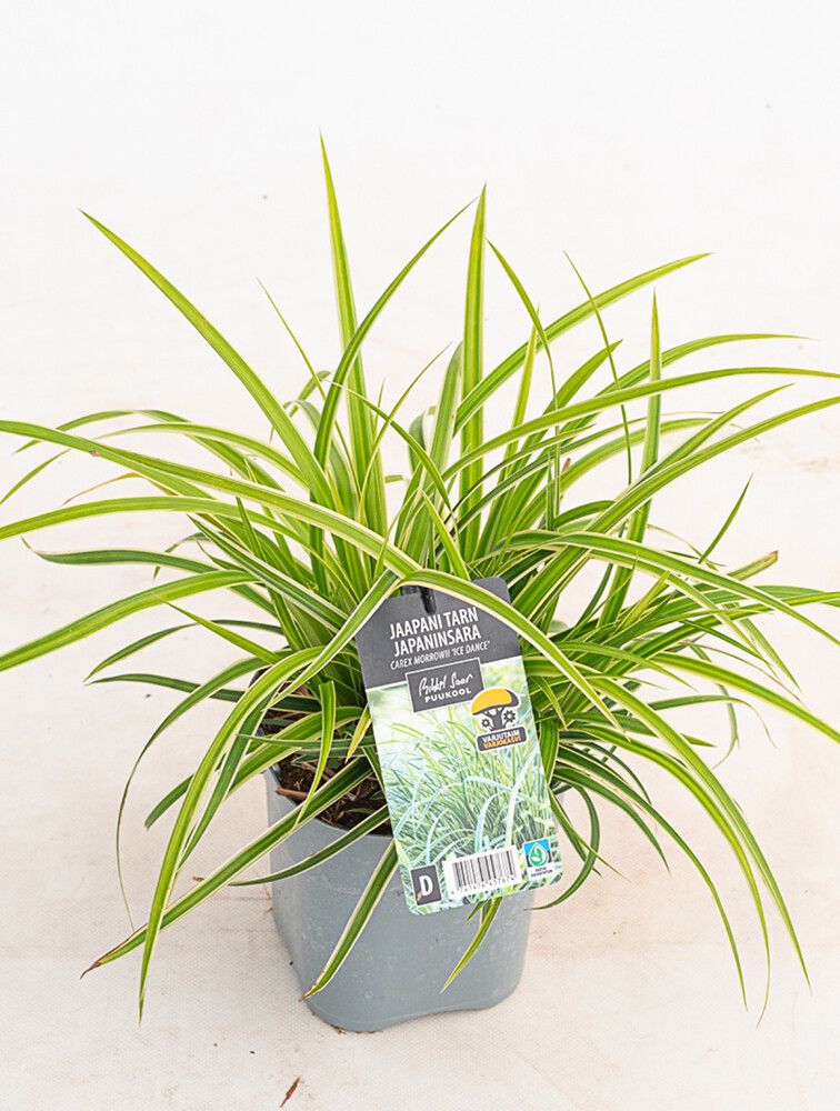 Japaninsara Mihkel Saar Ice Dance C2