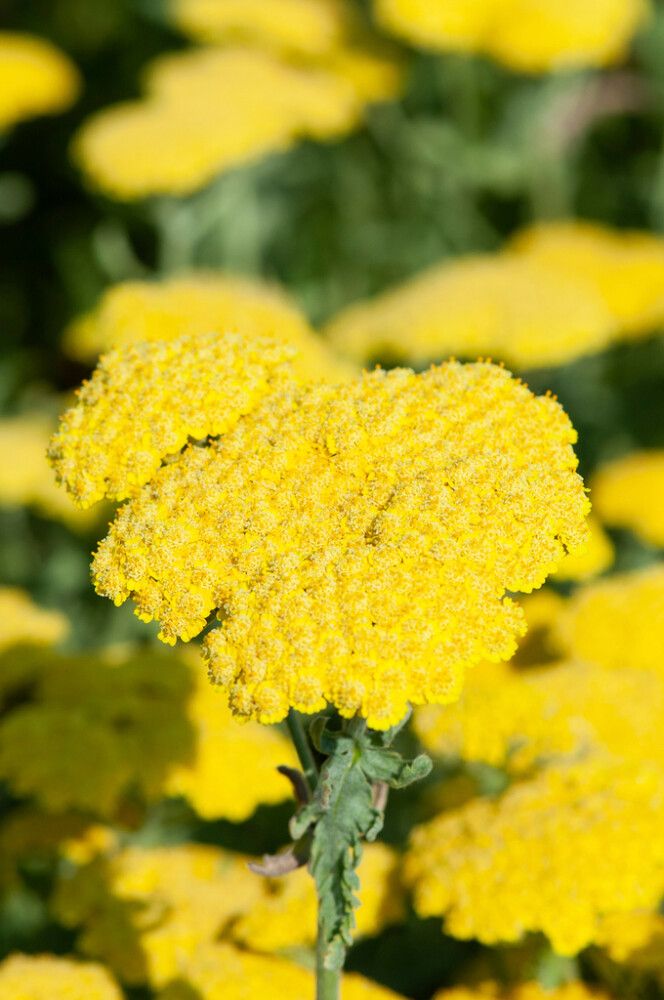 Kärsämö Mihkel Saar Puukool Moonshine C1,4