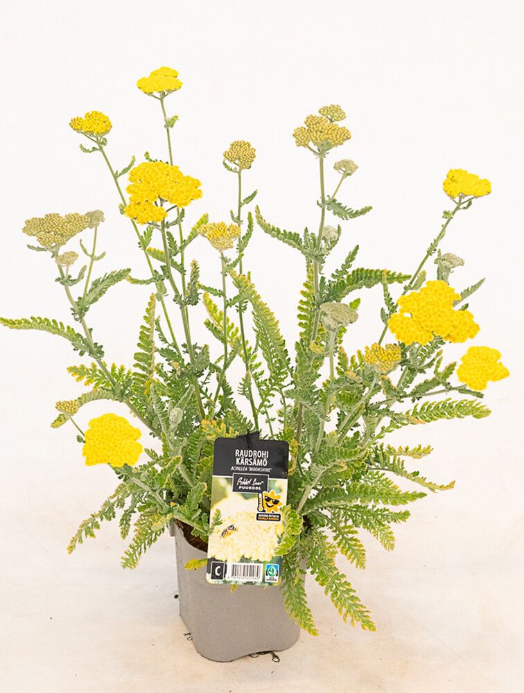 Kärsämö Mihkel Saar Puukool Moonshine C1,4