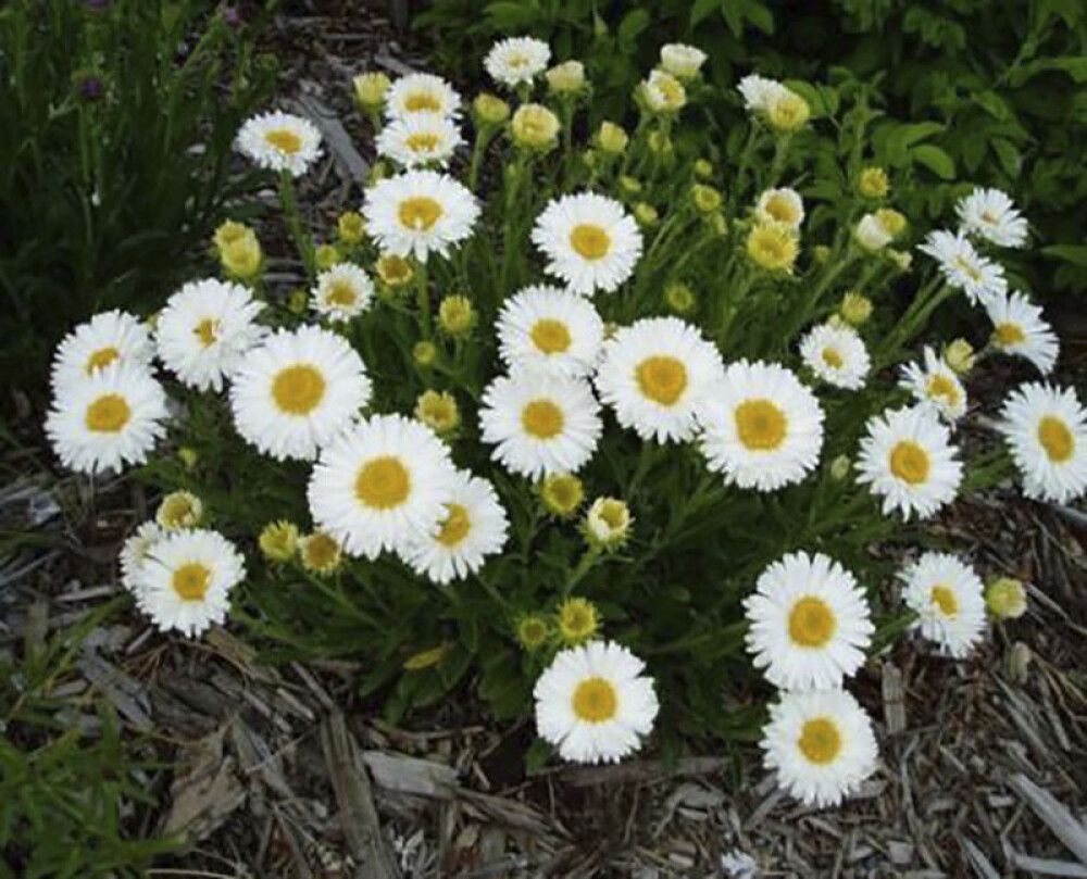 Alppiasteri Aster Alpinus Beauty White P12