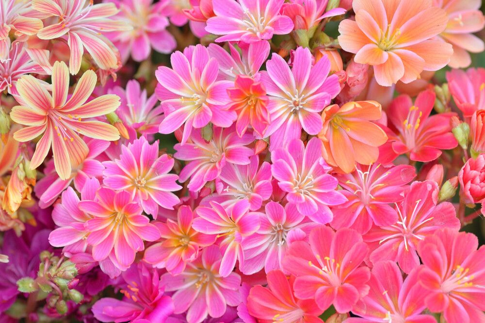 Tarhalevisia lajitelma