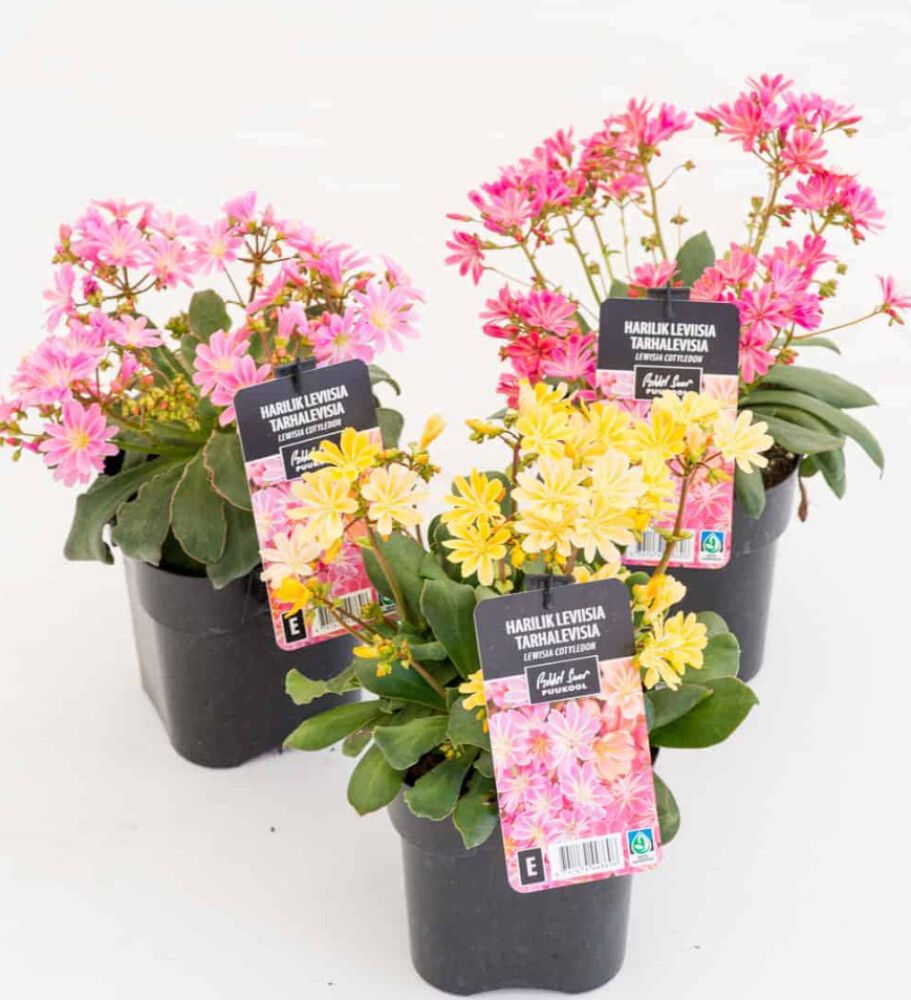 Tarhalevisia lajitelma