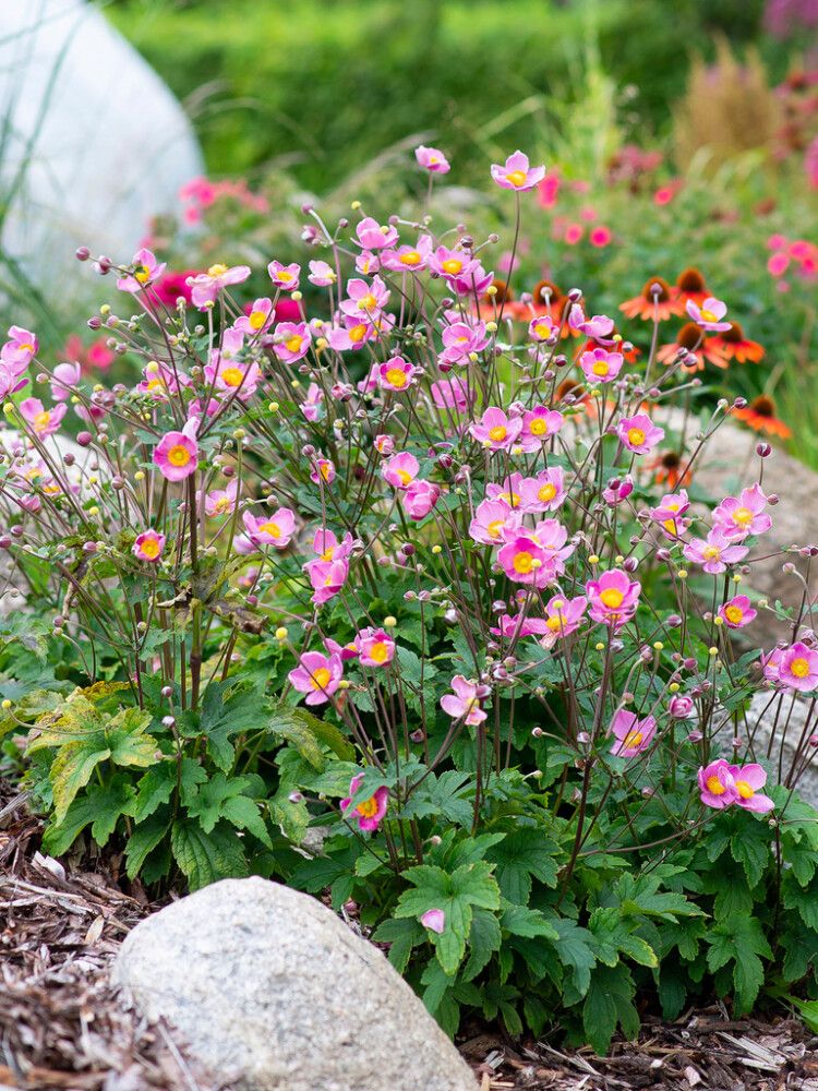 Syysvuokko Mihkel Saar Puukool Fantasy Jasmine