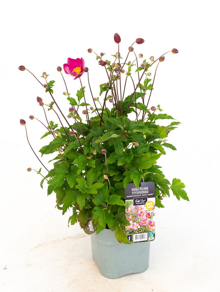 Syysvuokko Mihkel Saar Puukool Fantasy Jasmine