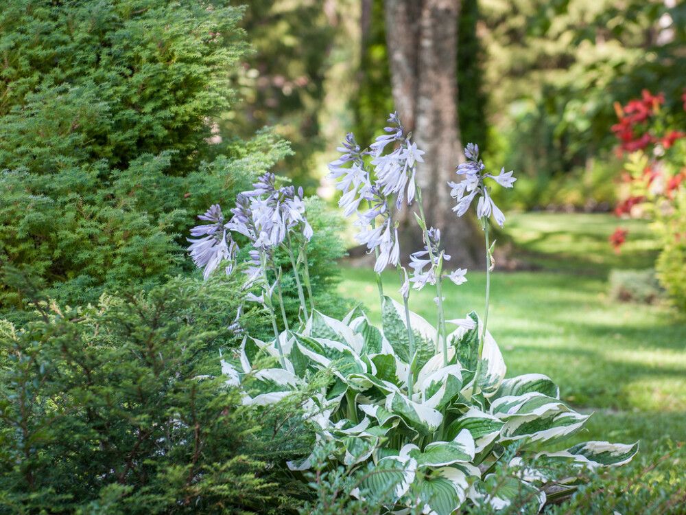 Kuunlilja Mihkel Saar Puukool Patriot C2