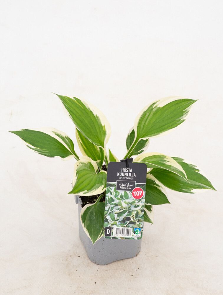 Kuunlilja Mihkel Saar Puukool Patriot C2