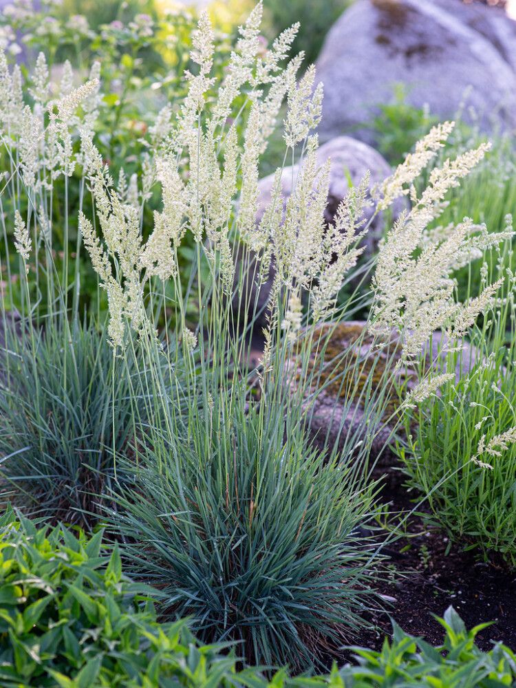 Hopeatoppo Koeleria Glauca