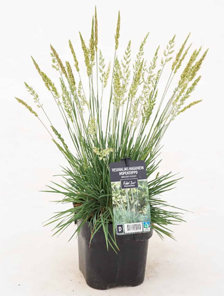 Hopeatoppo Koeleria Glauca