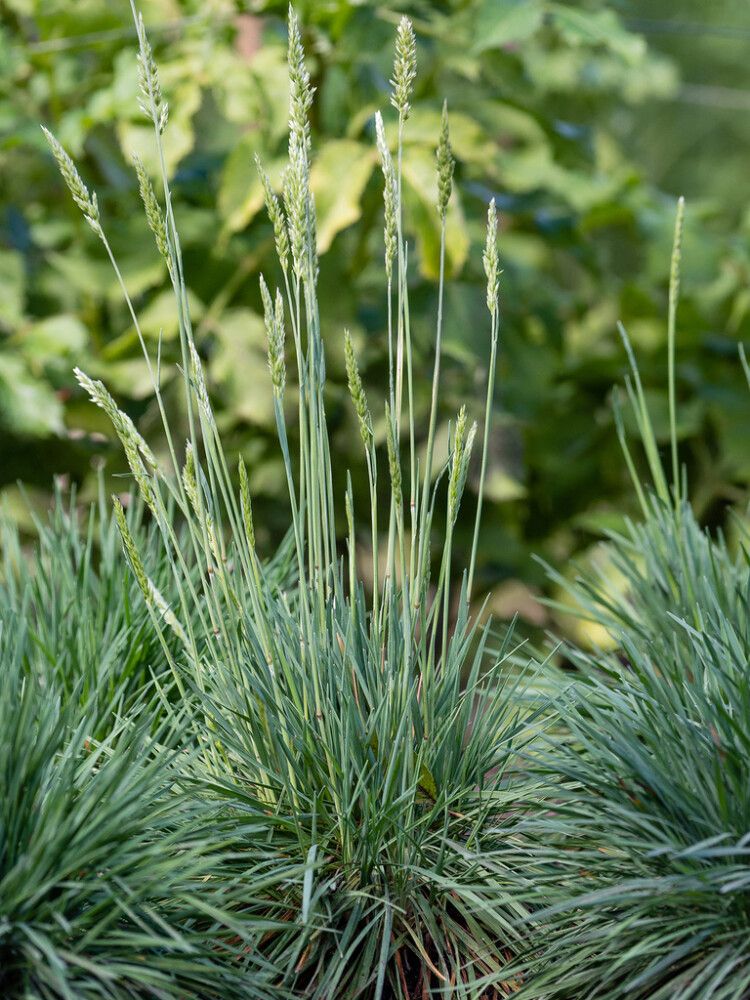 Hopeatoppo Koeleria Glauca