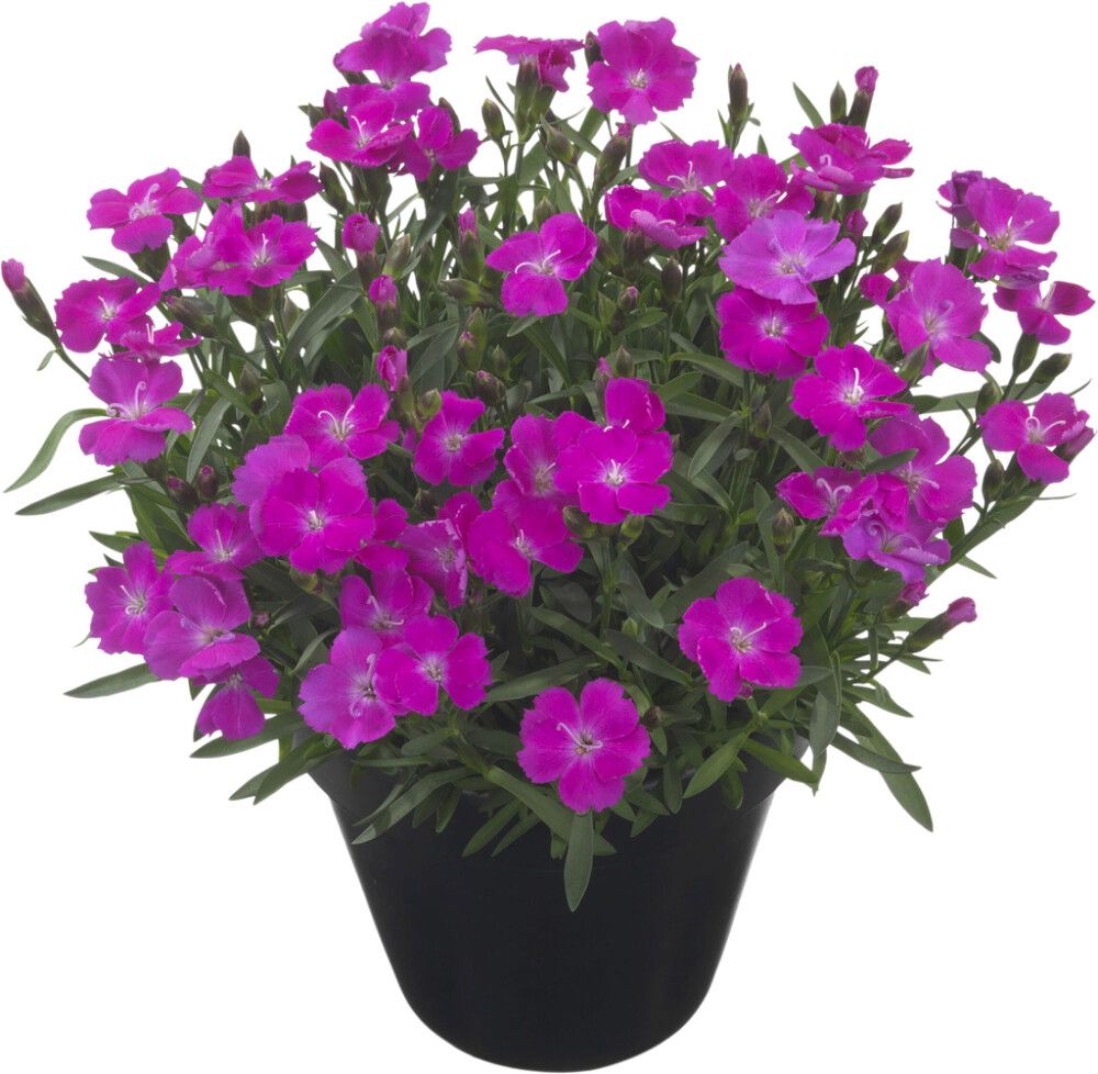 Neilikka Dianthus Tasha