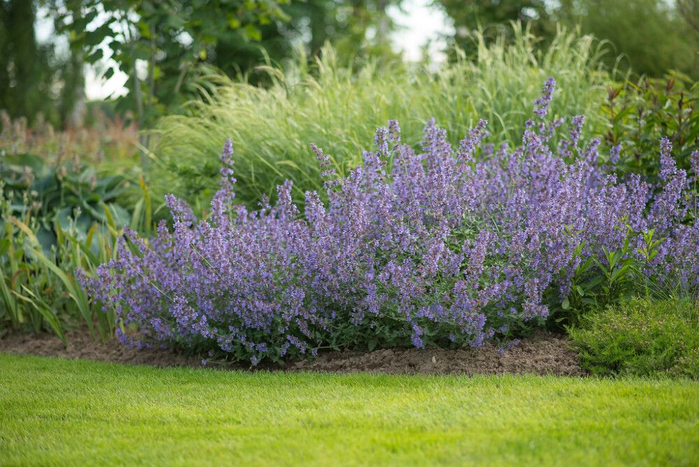 Mirrinminttu Mihkel Saar Puukool Walker's Low