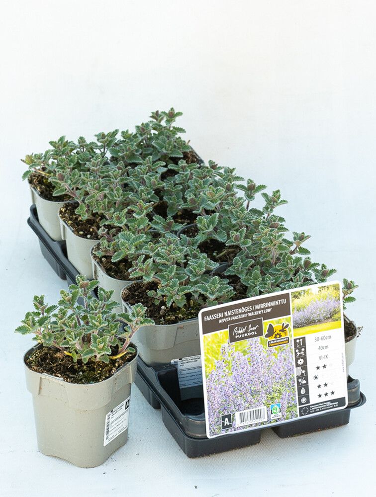 Mirrinminttu Mihkel Saar Puukool Walker's Low