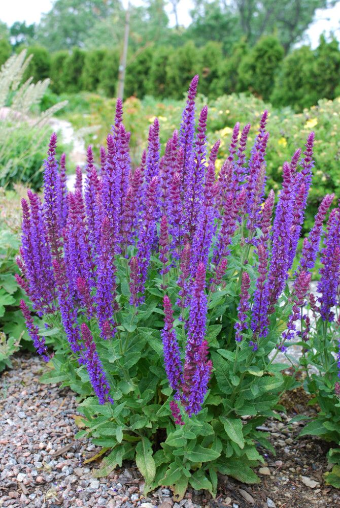 Lehtosalvia Mihkel Saar Puukool Ostfriesland