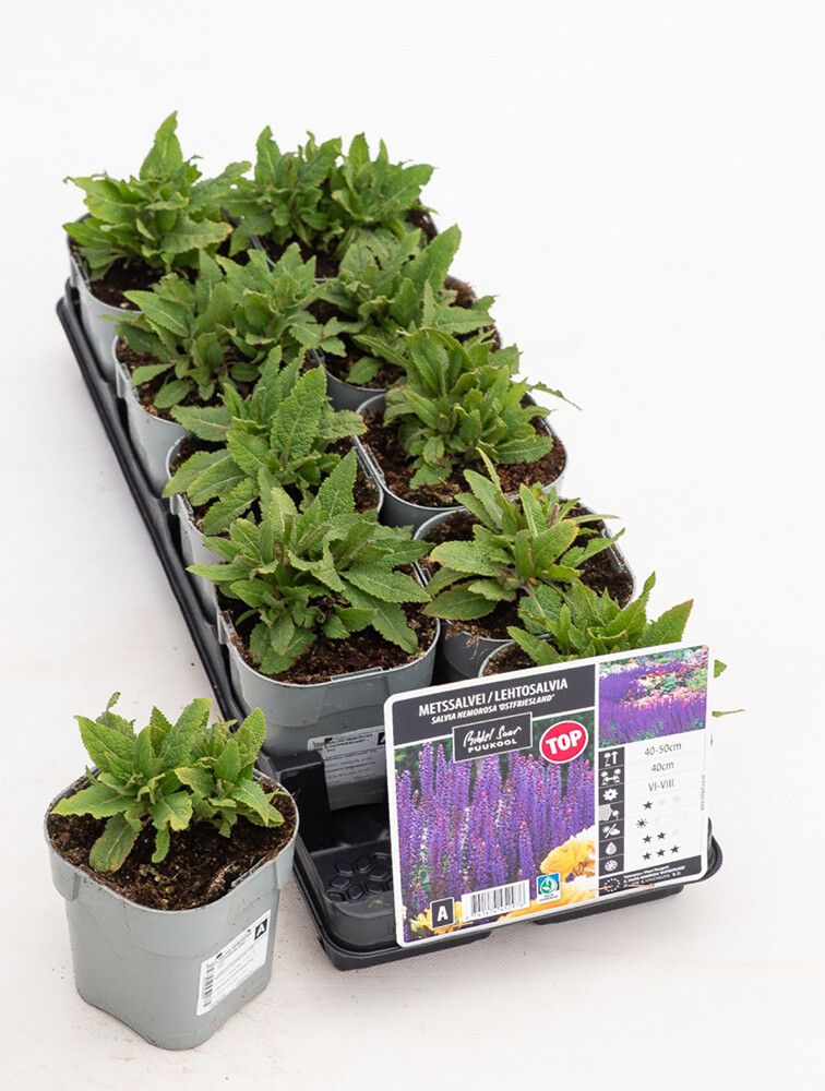 Lehtosalvia Mihkel Saar Puukool Ostfriesland