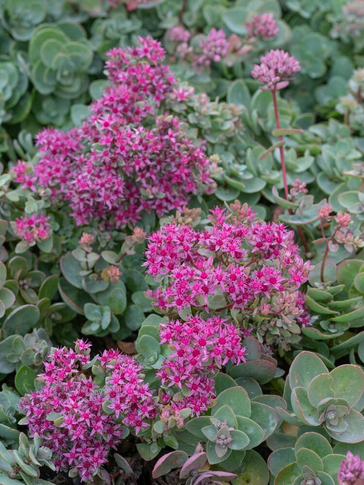 Turkestaninmaksaruoho Mihkel Saar Puukool Bright Pink P12