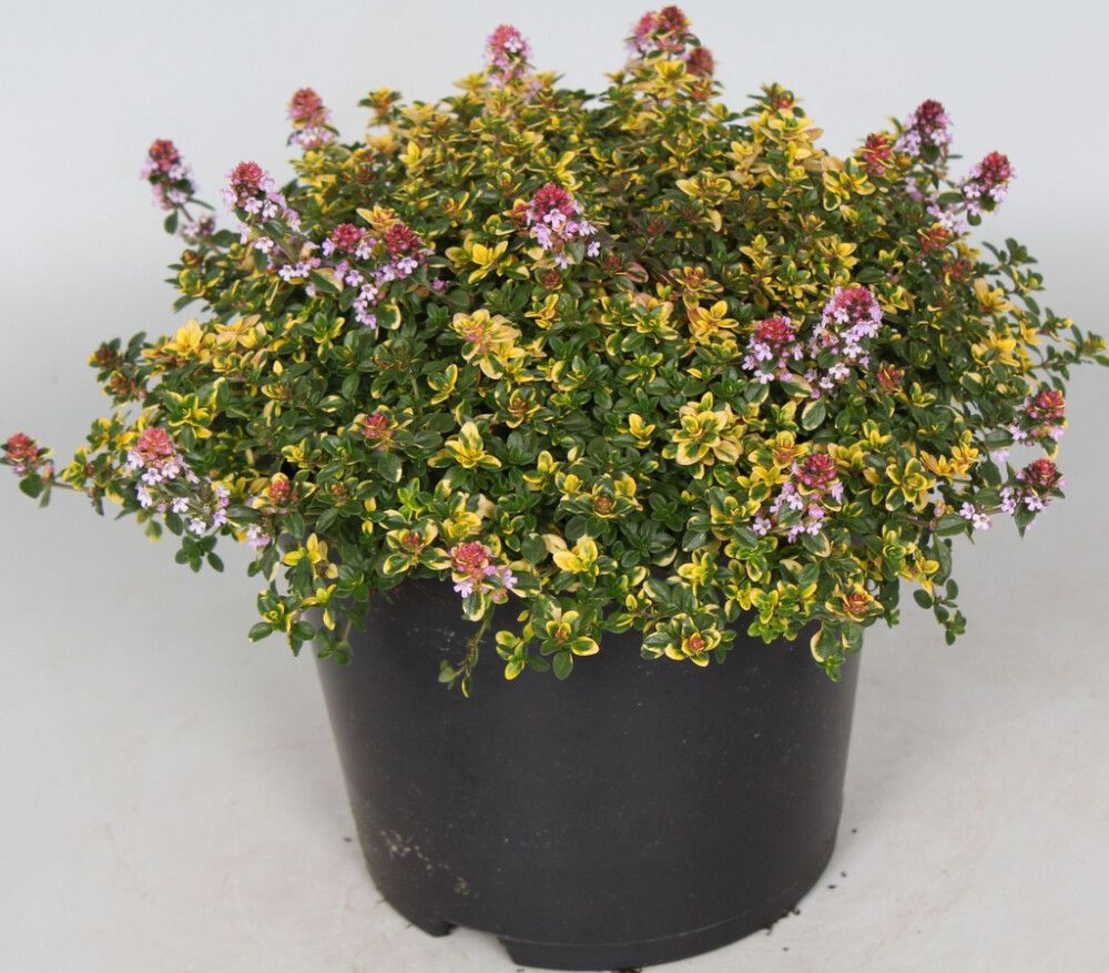 Sitruuna-ajuruoho Mihkel Saar Puukool Sambesi P12